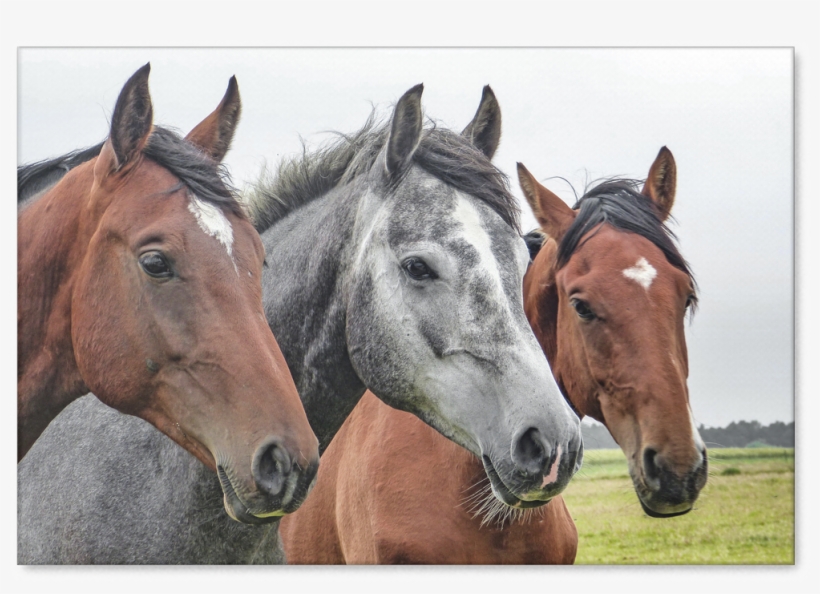 Horses Gazing - Beautiful Horse Trio Journal: Take Notes, Write Down, transparent png #420306