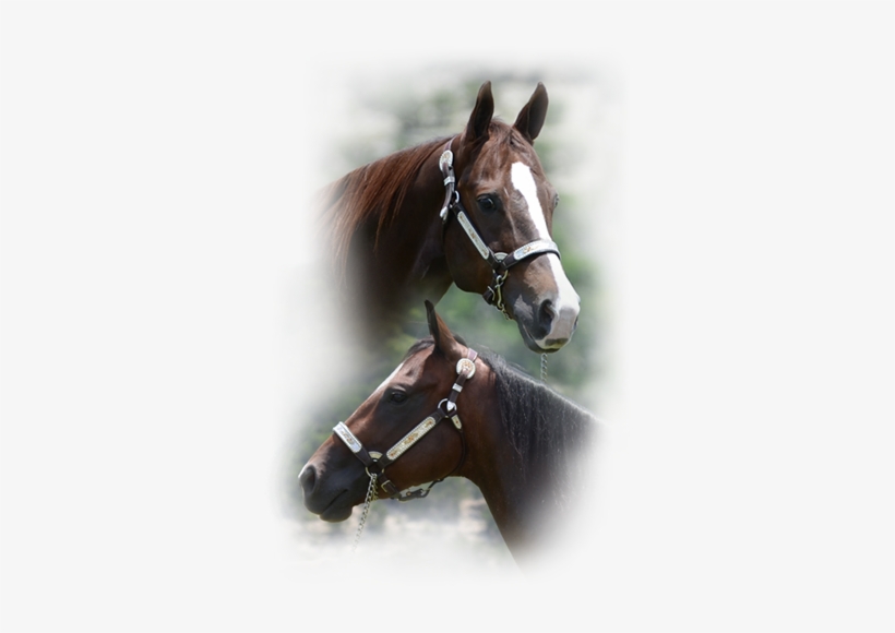 Dale Livingston Has Moved His Operation, Dale Livingston - Sorrel, transparent png #420599