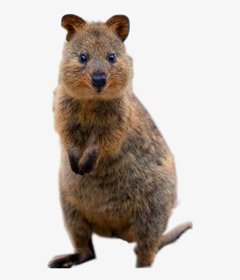 Punxsutawney Phil, transparent png #420974