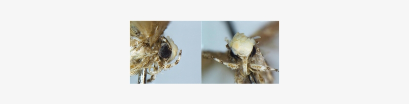 Miniature Moth With Fancy Pompadour To Be Named After - Bug Named After Trump, transparent png #422728