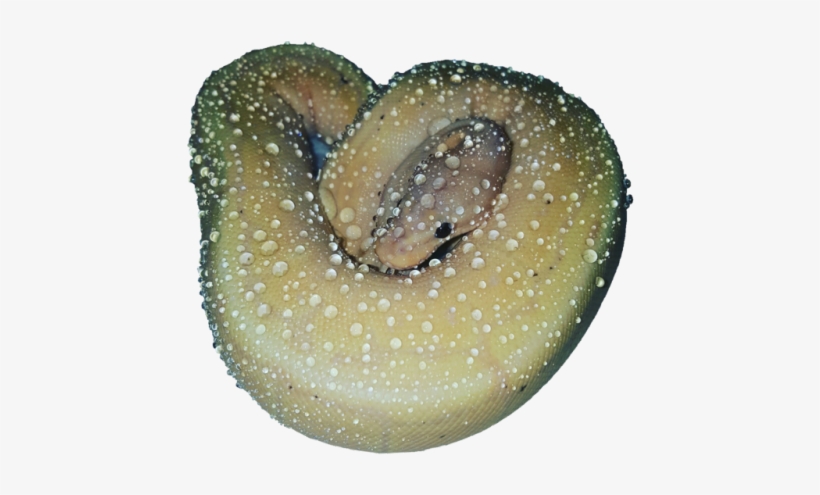 Made Transparent By Transparent-galaxy - Sweater, transparent png #426408