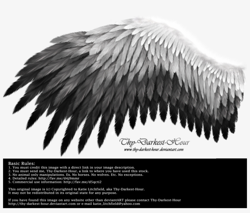 Angel - Black To White Wings, transparent png #427097