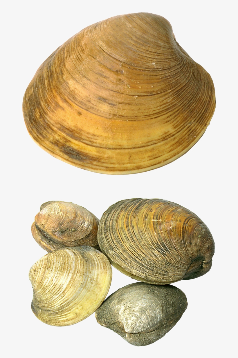 Transparent Pictures Of Seashells, transparent png #429866