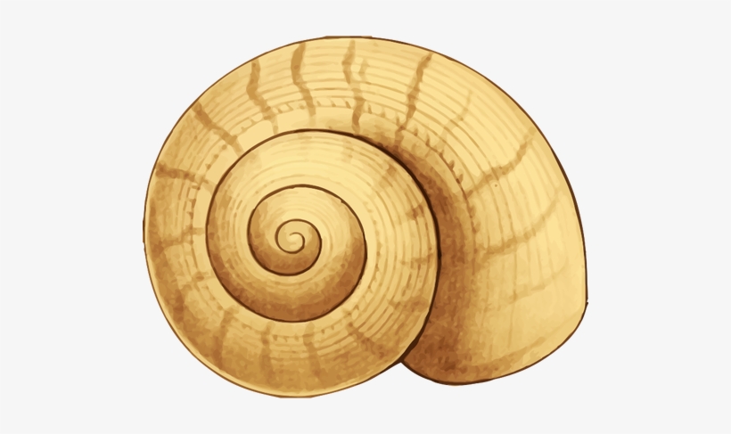 Snail - Snail Shell Clipart, transparent png #429889