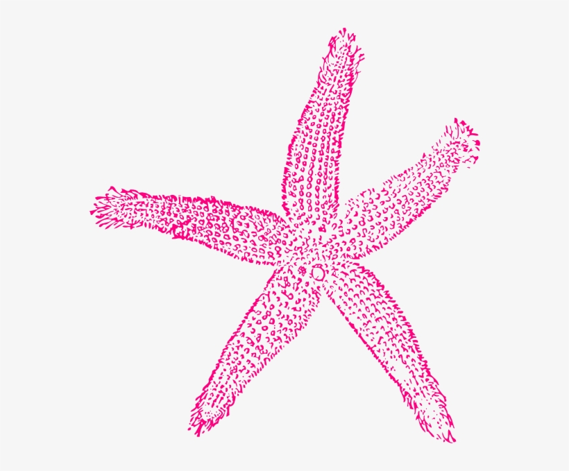 Starfish Clipart Hot Pink - Starfish Clip Art Pink, transparent png #429922