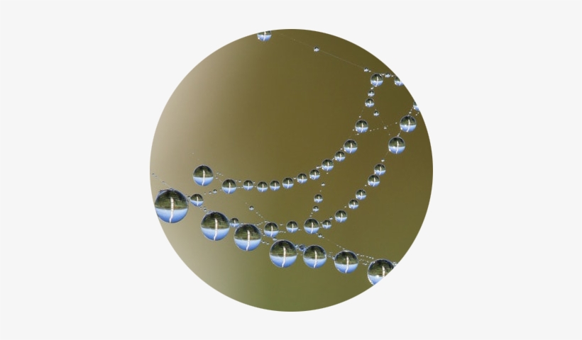 Drops Stacie Helps 2017 07 29t18 - Dew, transparent png #4200493