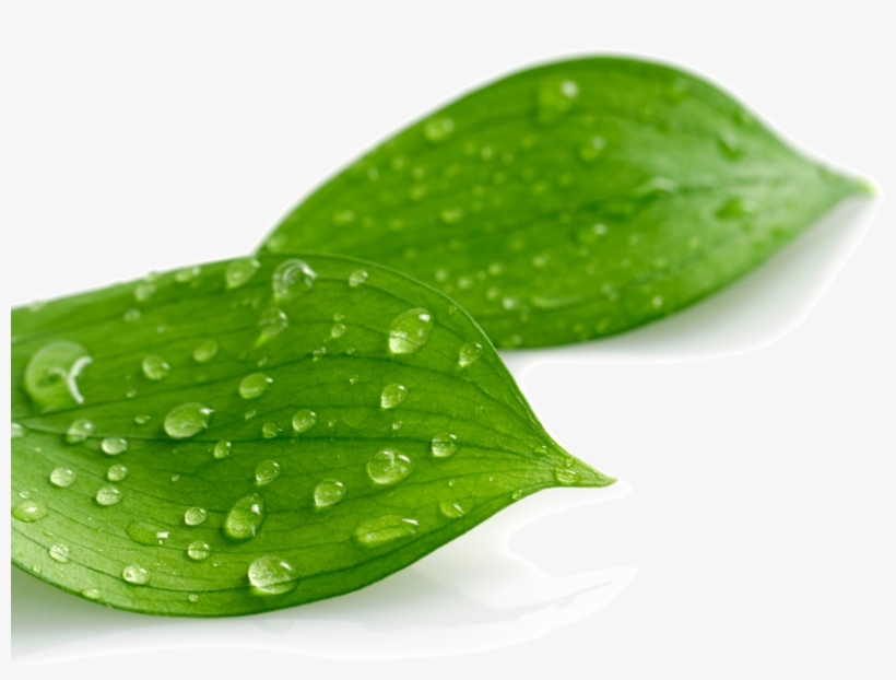 Case Study Greenvinyl - Leaves With Water Drops Transparent Png, transparent png #4200641