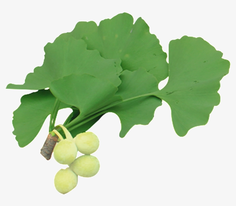 Free Ginkgo Ginkgo Ginkgo Fruit Banner Png - Maidenhair Tree, transparent png #4202387