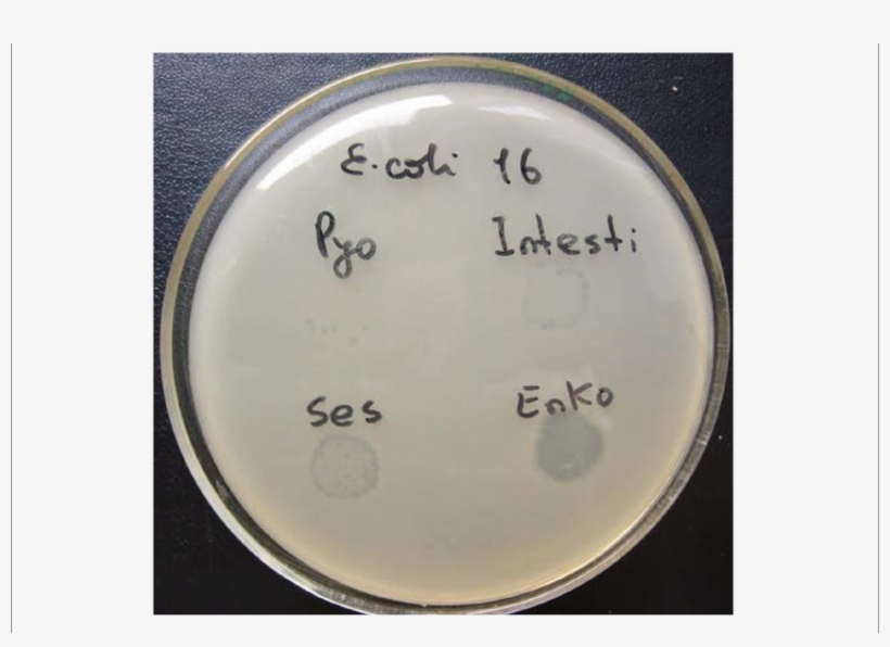 Plaque Metal Png - Bacteriophage, transparent png #4202388