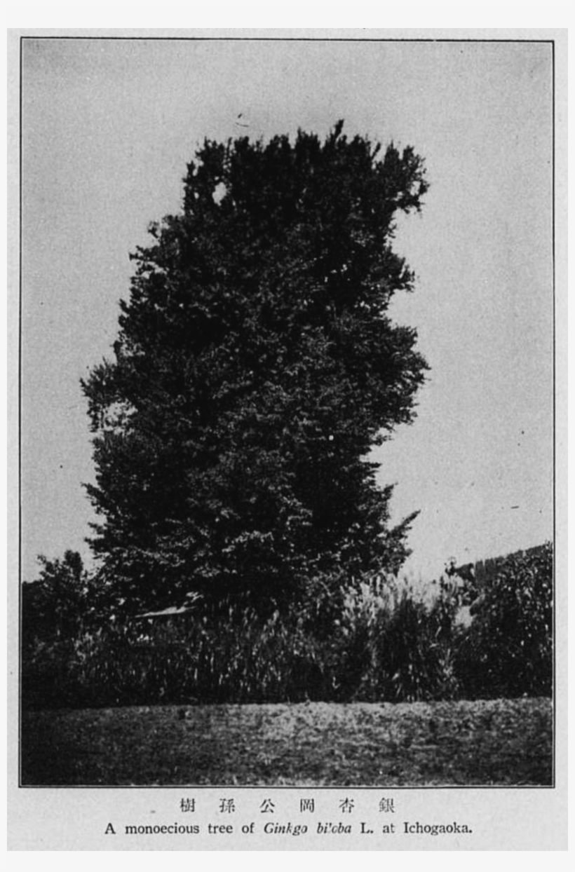 Ginkgo Biloba At Ichogaoka - Larch, transparent png #4202461