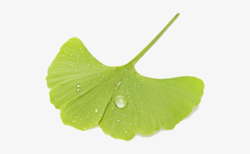 Therefore, If Sophora Pod And Flower Bud Are Used To - Dew, transparent png #4202634