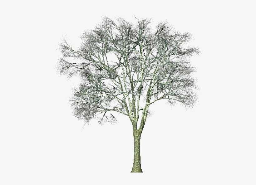 3d Trees - Ginkgo Biloba - Software, transparent png #4202788