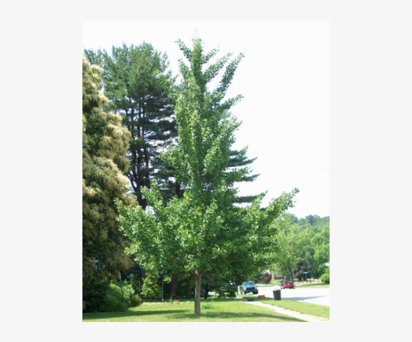Maidenhair Tree, transparent png #4203121
