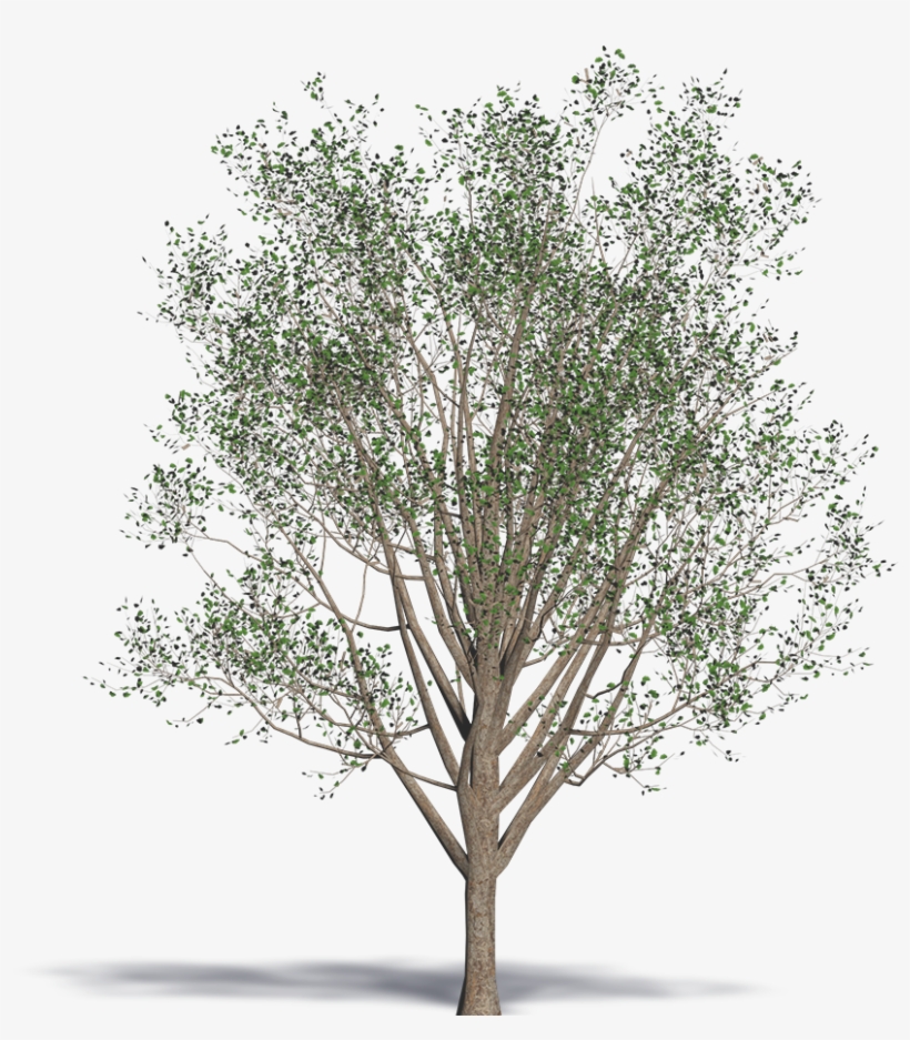 Maidenhair Tree, transparent png #4203309