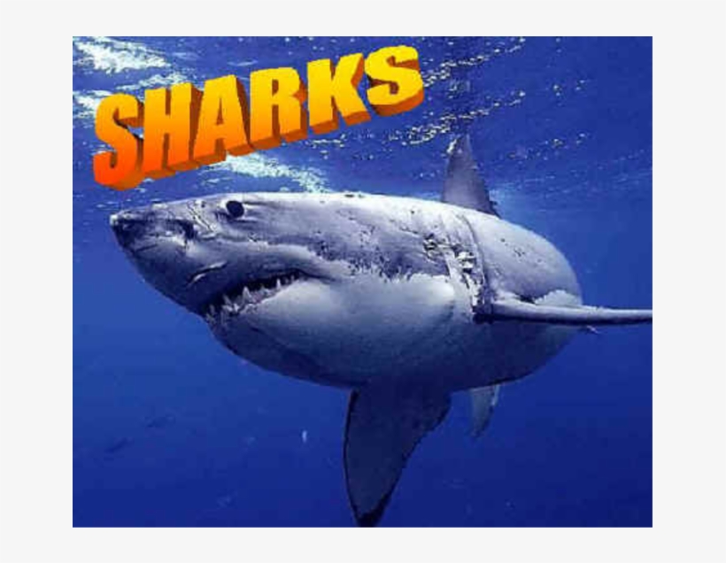 A Baby Shark Can Be Five Feet Long - Shark, transparent png #4204657