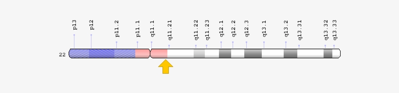 Related Information - Cecr1 Gene, transparent png #4205049