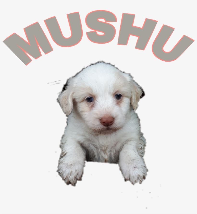 Report Abuse - Companion Dog, transparent png #4205506