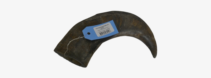 Water Buffalo, transparent png #4205907