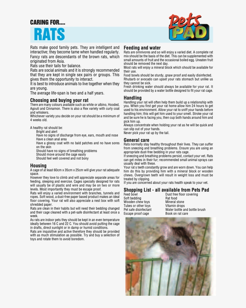 Golden Hamster, transparent png #4206179