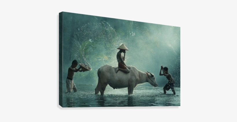 Water Buffalo Canvas Print - Photographie Thailande, transparent png #4206261