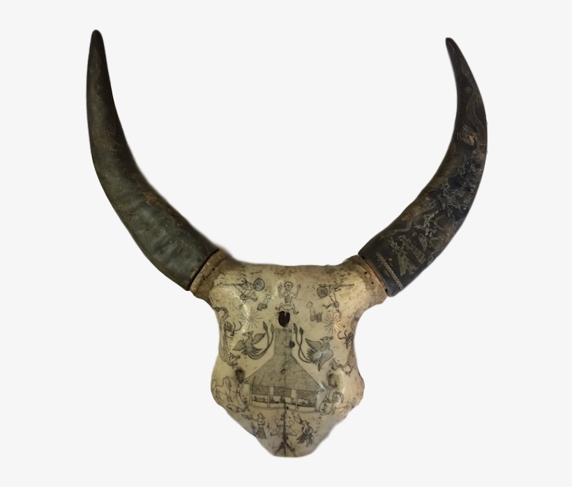 Sumba Water Buffalo Skull - Sumba, transparent png #4206696