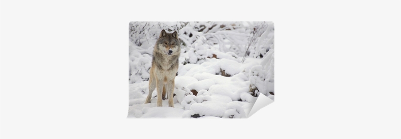 Wolf, transparent png #4207871