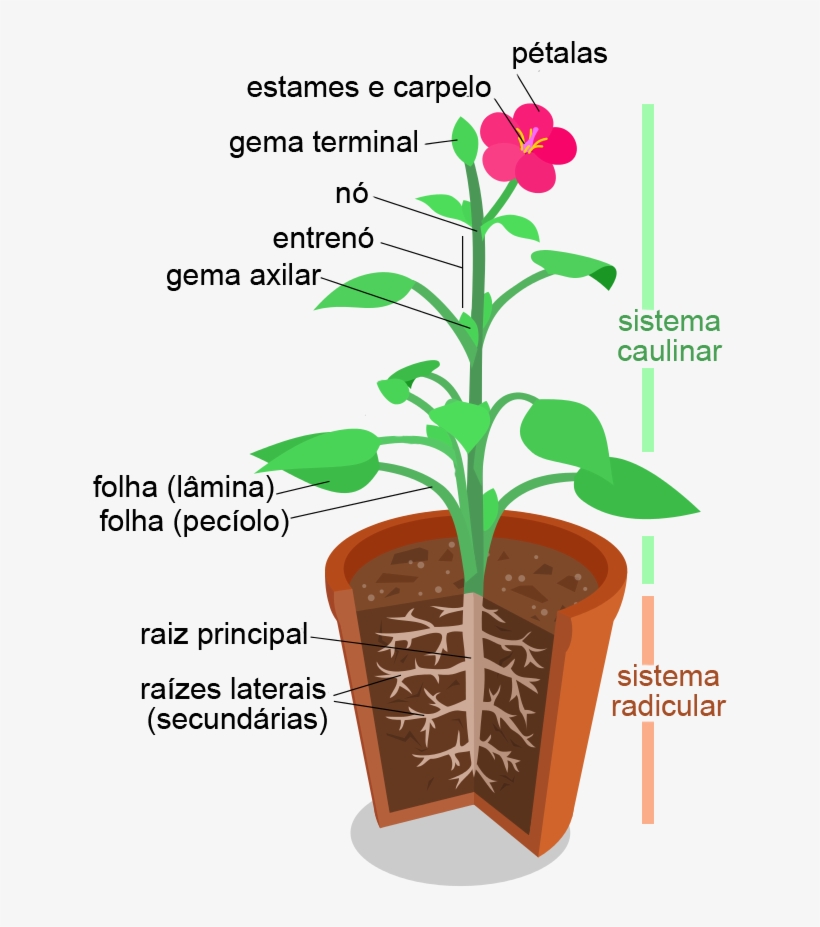 Morfologia Vegetal, Estruturas - Organ System In Plant, transparent png #4208820
