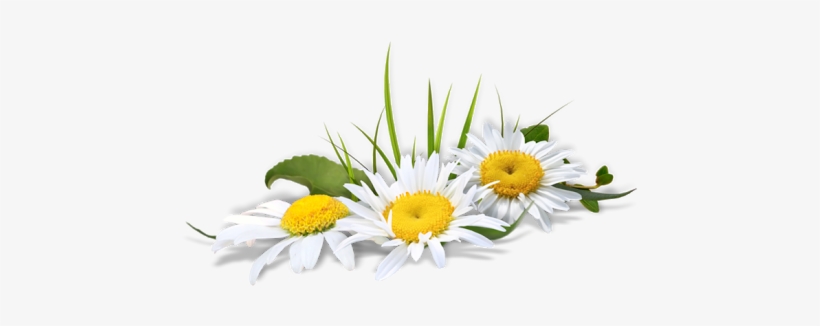 Flor - Ramo De Flores Em Png, transparent png #4209158