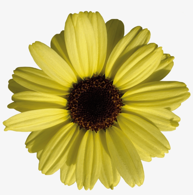 Click - Grandaisy Bakery, transparent png #4209670