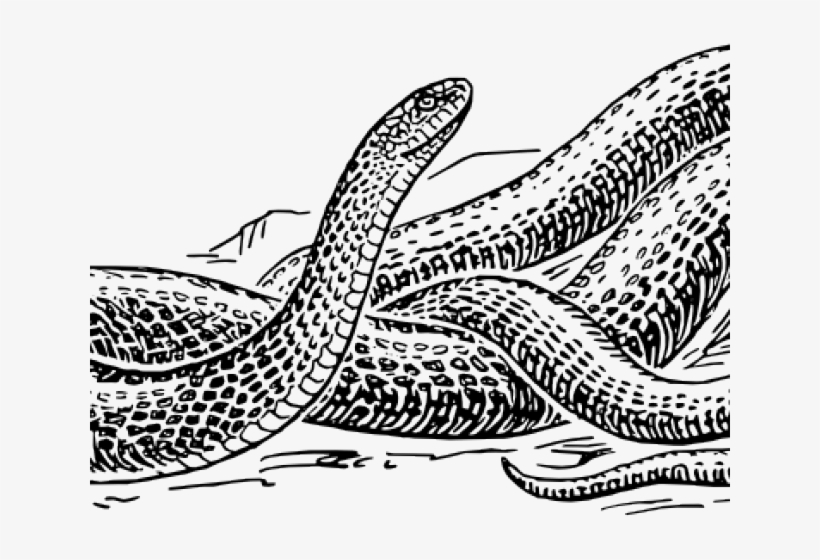 Snake Clipart Vector - Black And White Snake Drawing, transparent png #4210723