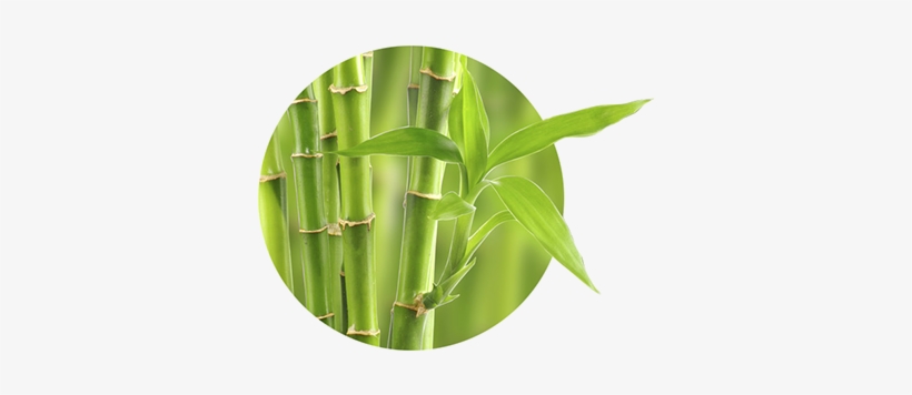 Why Using Bamboo - Woobamboo Toothbrush Standard Handle Medium Single, transparent png #4211128