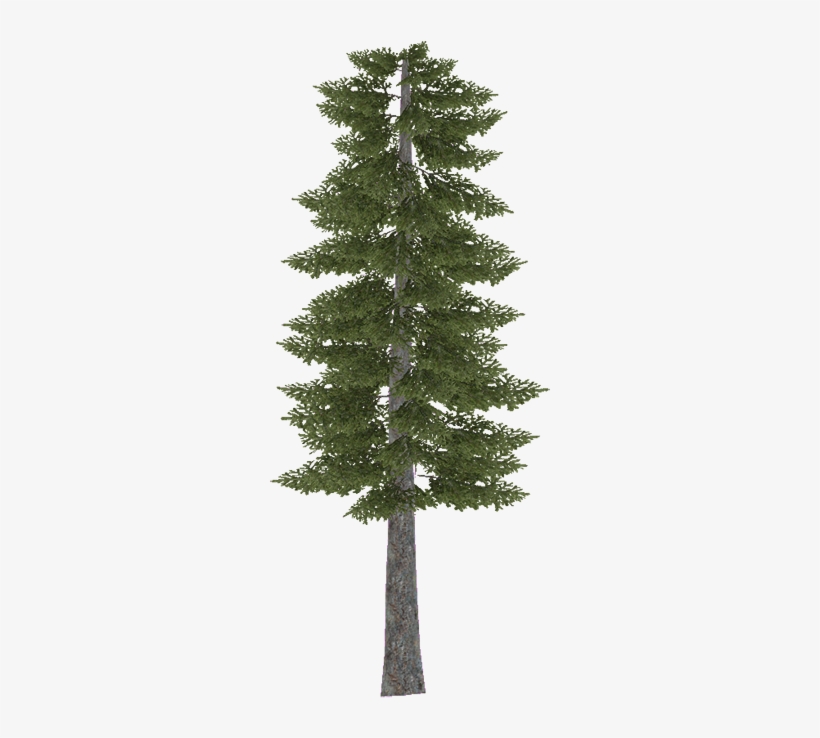 Douglasfir - Pinus Sylvestris Photoshop, transparent png #4212353