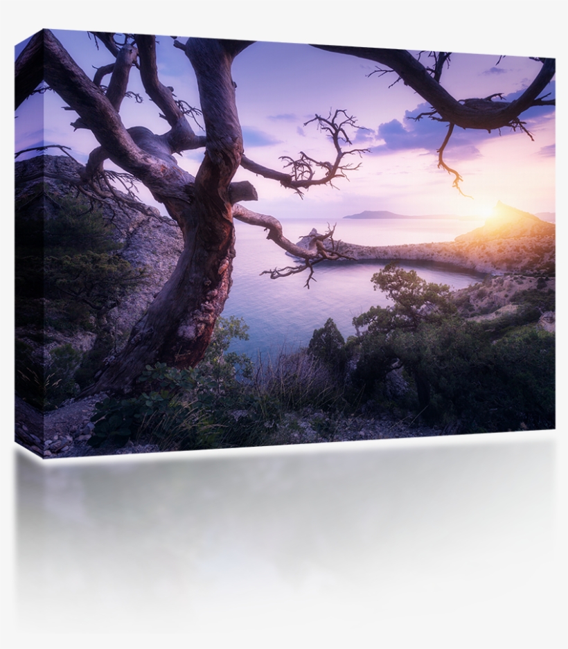 Crimean Mountain Tree - High-definition Television, transparent png #4212354