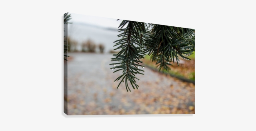 Raindrop On Douglas Fir Canvas Print - Artist, transparent png #4212488
