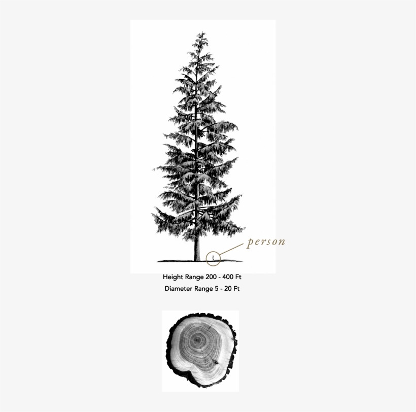 Fruit To Propagate, Using Only The Bare Necessities - Illustration Of Large Evergreen Tsuga Heterophylla, transparent png #4212527