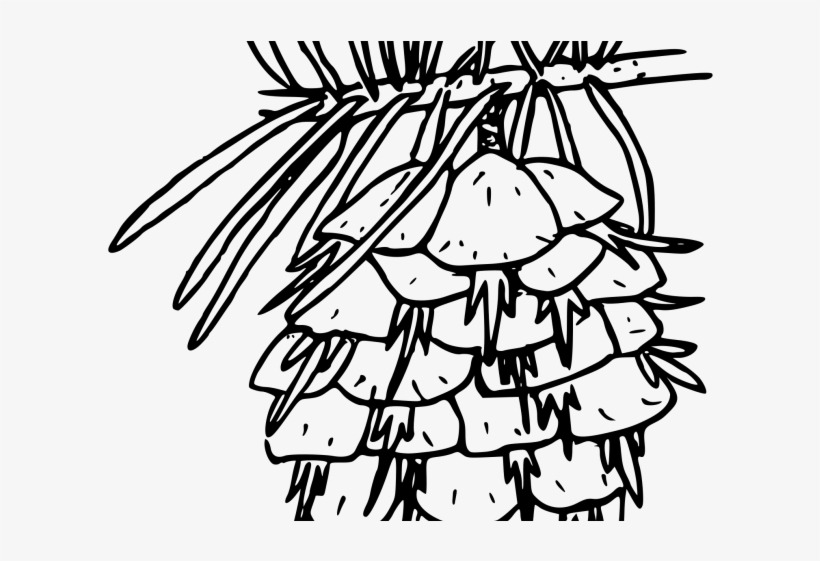 Fir Clipart Douglas Fir - Douglas Fir Coloring Page, transparent png #4212554