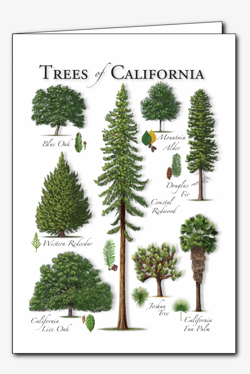 Trees - Lodgepole Pine, transparent png #4212996