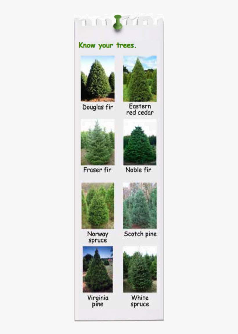 Know Your Trees - Douglas Fir Vs Fraser Fir, transparent png #4213247