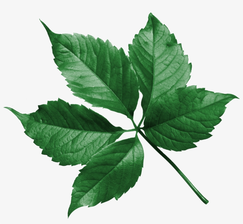 Portable Network Graphics, transparent png #4214129