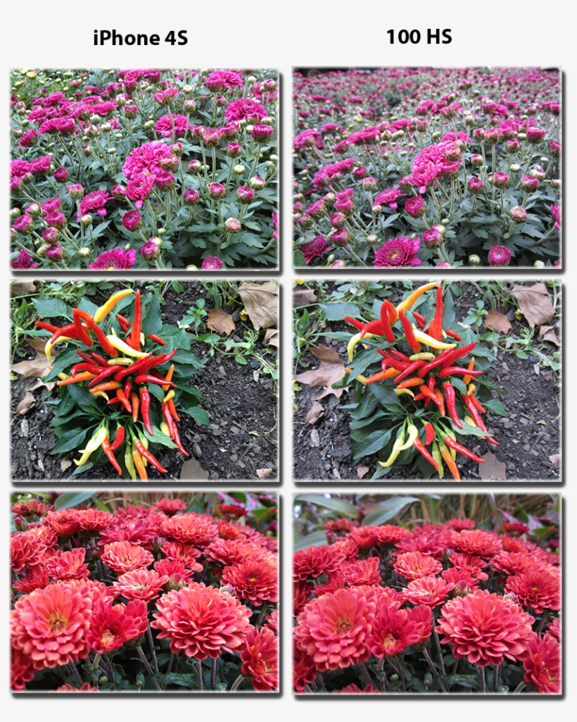 View This Image At Full Size - Prince Of Wales Feathers, transparent png #4214880