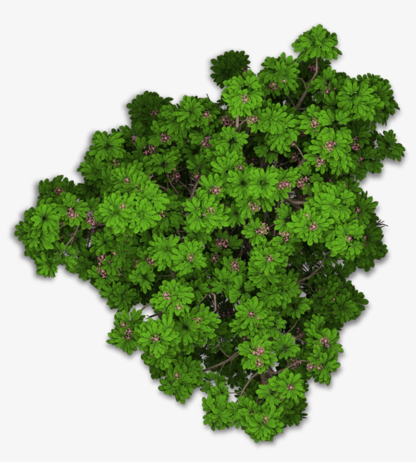 Www - Playcast - Ru - Bushes Png - Tree Png Top View, transparent png #4214934