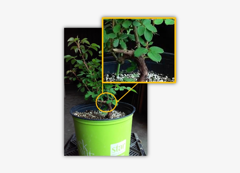 Rose With Own Roots - Houseplant, transparent png #4215272