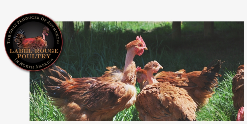 1 Whole Poulet Rouge Fermier™ Chicken From The Carolina - Rouge Chicken, transparent png #4216661