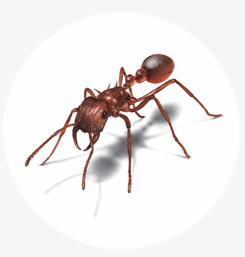 Hormiga - Ant Infographic, transparent png #4218463