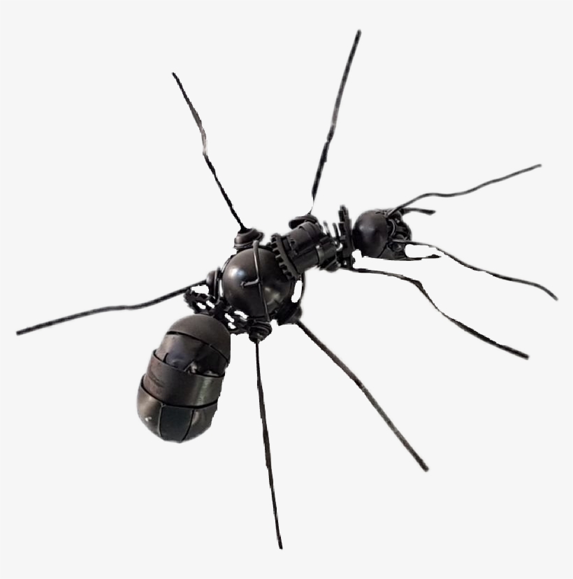 Sawfly, transparent png #4218488