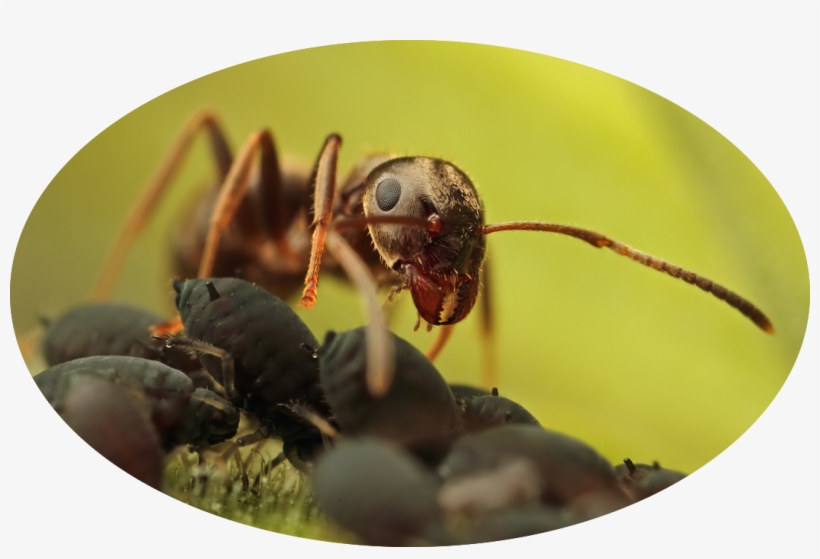 Hormiga Reina Png, transparent png #4218490