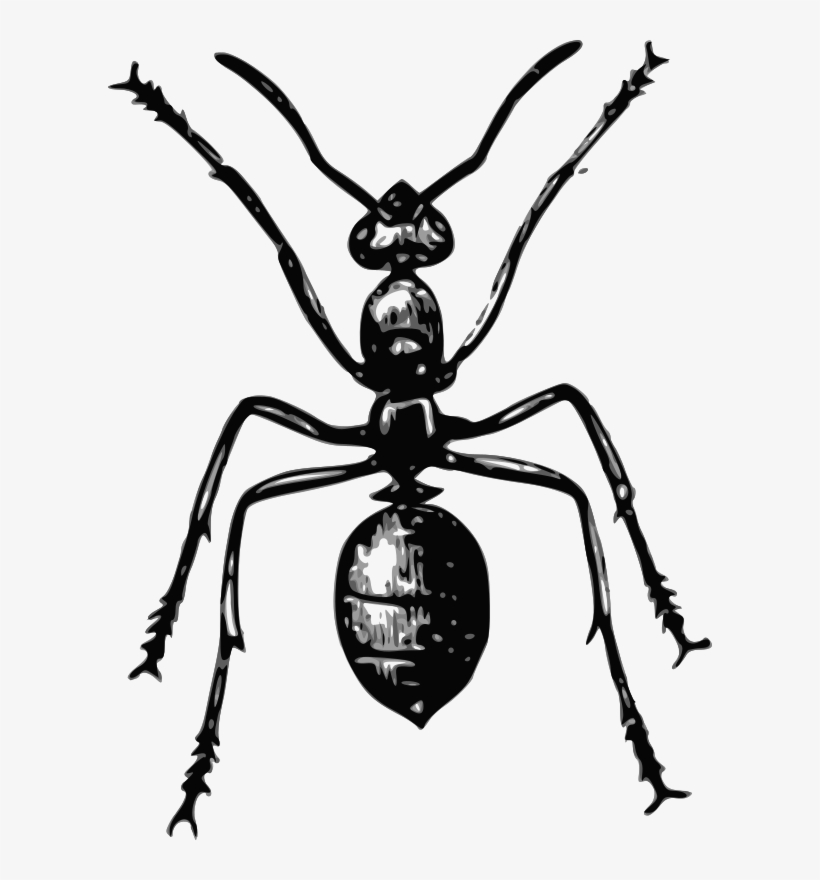 Drawing Hormiga 80 - Ants [book], transparent png #4218874