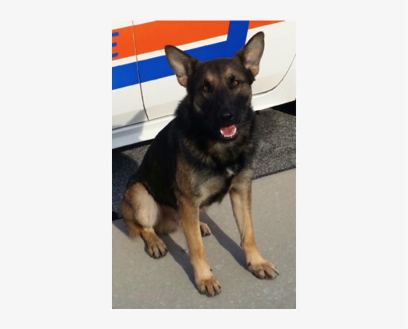 Port Orange Police Department K9 Dies - Port Orange Police Department, transparent png #4219219