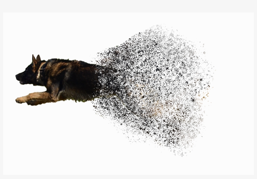 Canine Grooming, transparent png #4219442