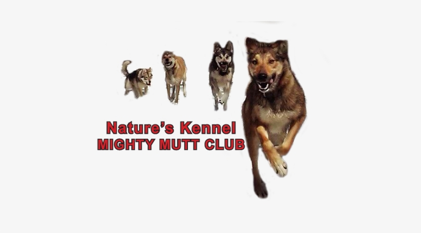 Dog, transparent png #4219562